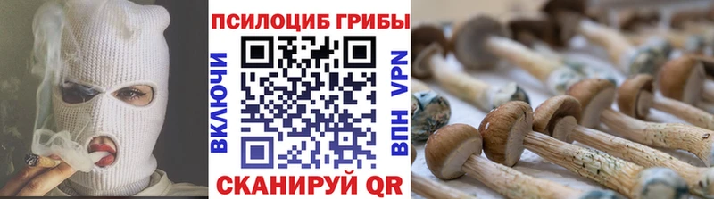 Купить  Вышний Волочёк  Псилоцибиновые грибы GOLDEN TEACHER 
